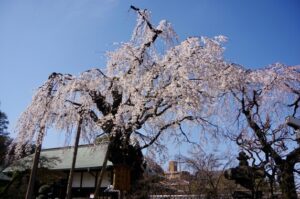 喜多院(川越大師)の桜