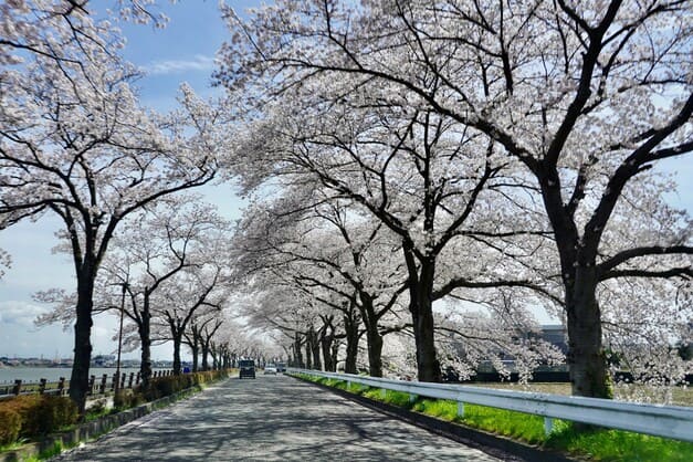 伊佐沼の桜川越