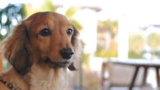 【川越の犬カフェ】愛犬も一緒に楽しめるカフェおすすめ4選！