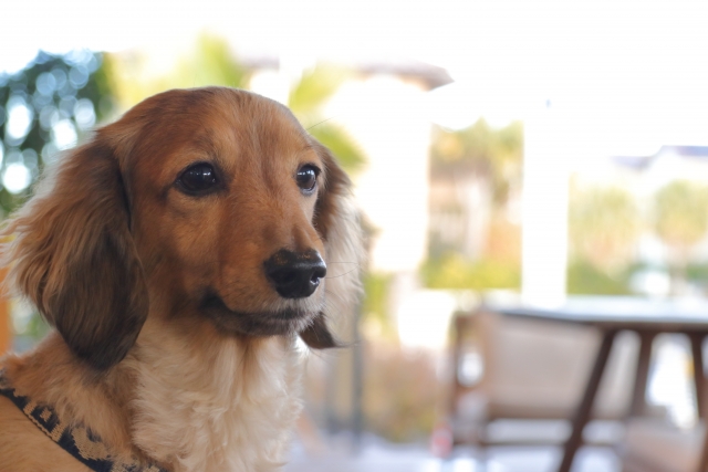 【川越の犬カフェ】愛犬も一緒に楽しめるカフェおすすめ4選！