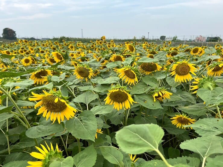 ひまわり川越市農業ふれあいセンター