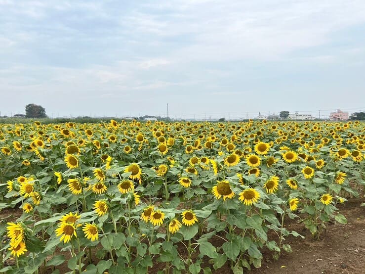 ひまわり川越市農業ふれあいセンター