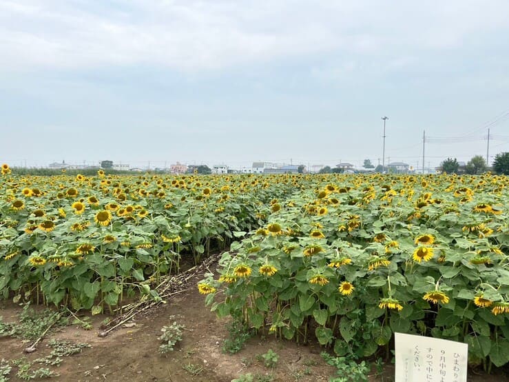 ひまわり川越市農業ふれあいセンター