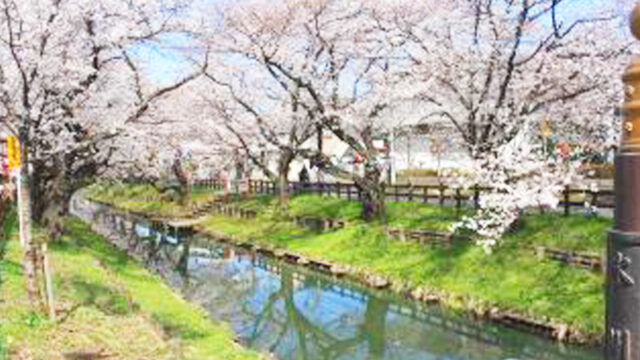 おすすめ絶景ポイント「満開の桜並木」