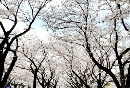 おすすめ絶景ポイント「桜並木」