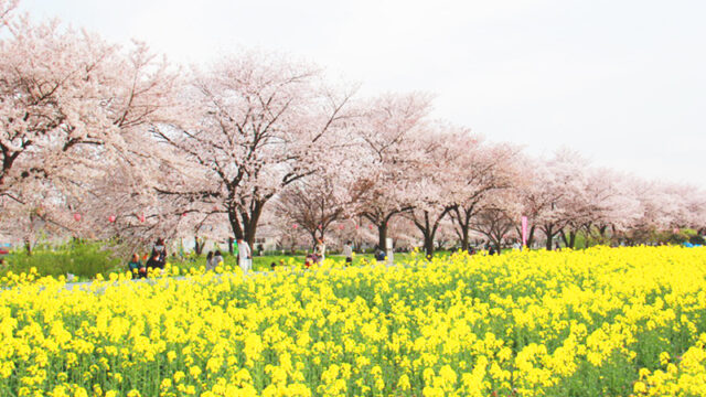 4.お花見スポットとして人気の「新河岸川」