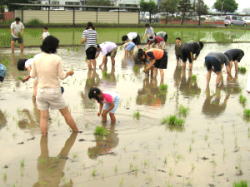 3.ひまわり畑が人気の「川越市農業ふれあいセンター」