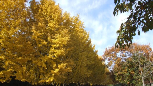 イチョウとメタセコイアが素晴らしい「川越水上公園」