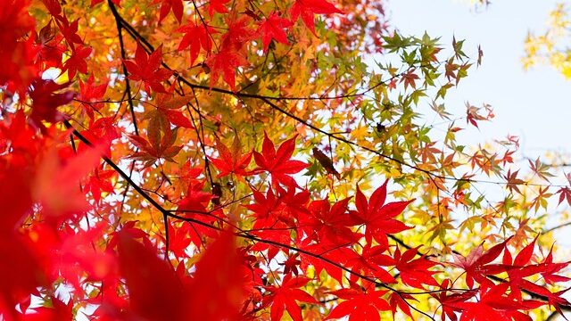 紅葉がきれいな公園