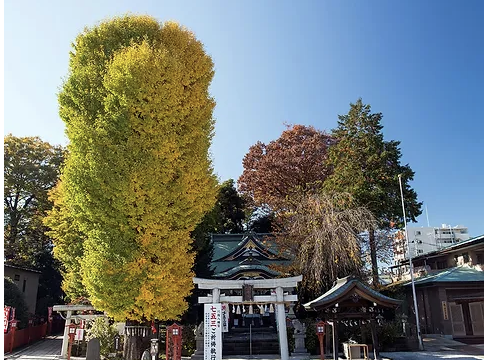 大イチョウが見事な「川越八幡宮」