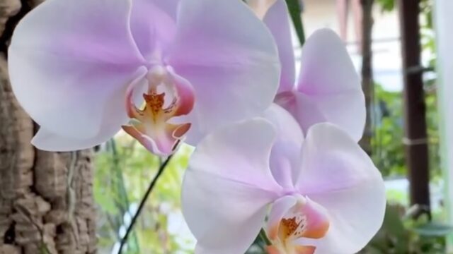 グッチャ蘭ド川越