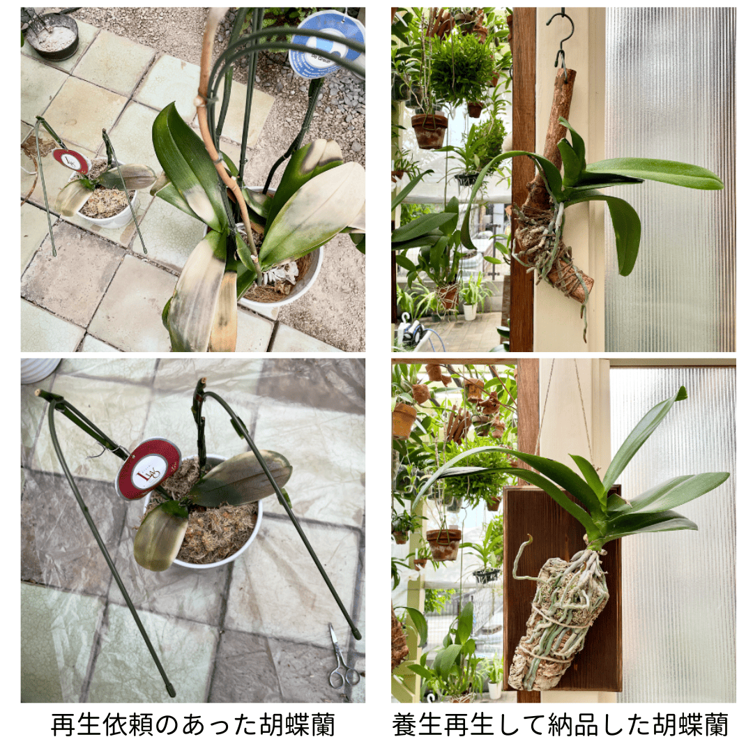 グッチャ蘭ド 川越