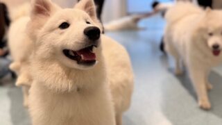 サモエドカフェ アル 川越