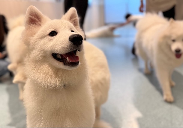 サモエドカフェ アル 川越