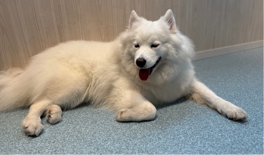 サモエドカフェ アル 川越