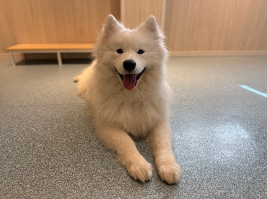 サモエドカフェ アル 川越