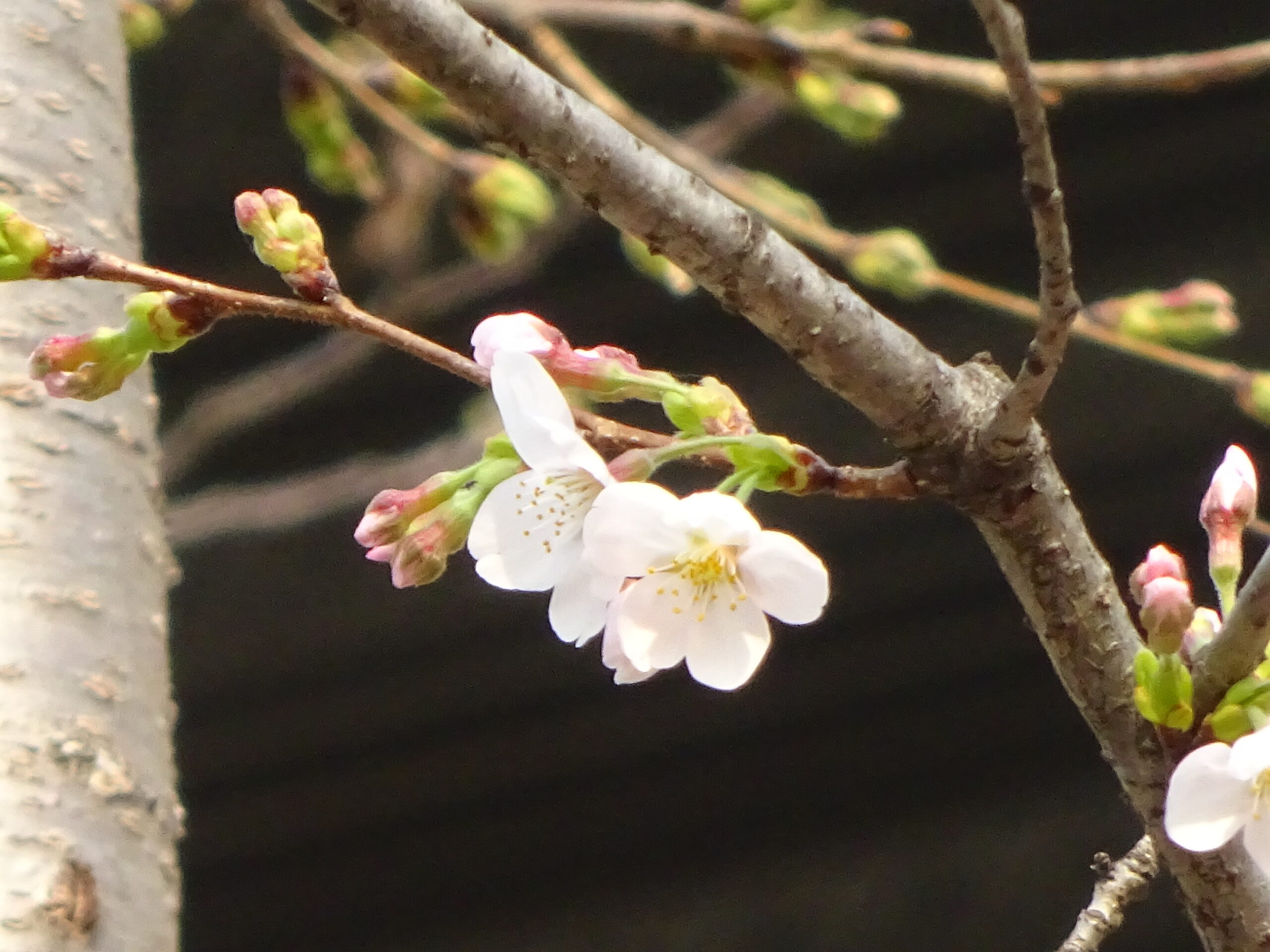クレアモール 桜 キャンペーン