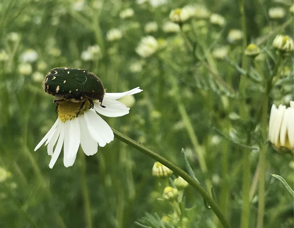 ハーブティー専門店 ALL MY TEA(オールマイティー)