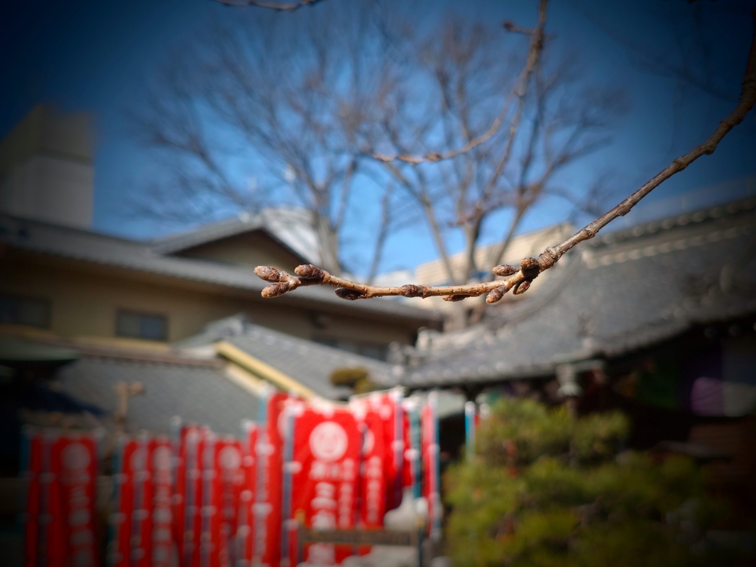 クレアモール 桜 キャンペーン