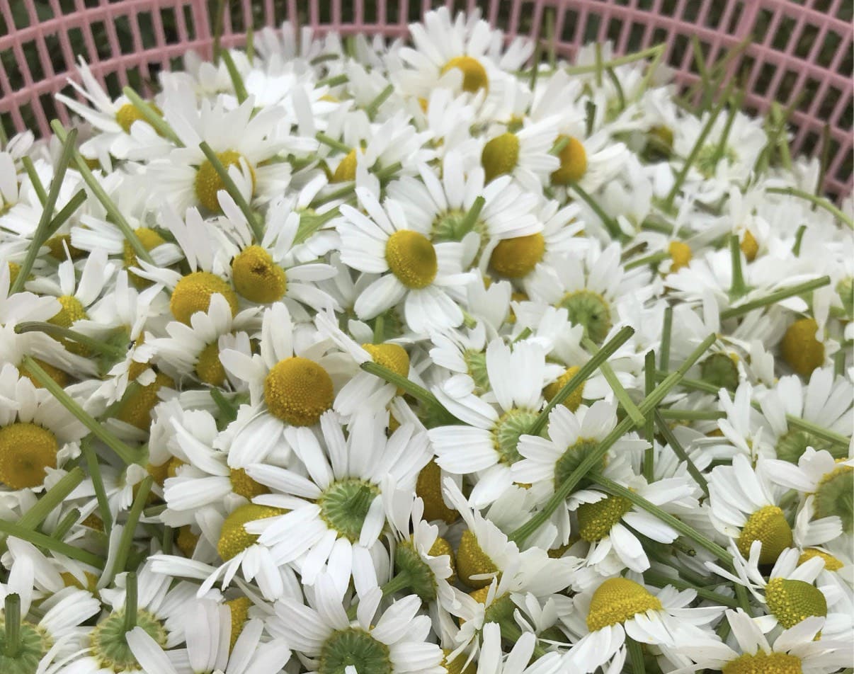 ハーブティー専門店 ALL MY TEA(オールマイティー)