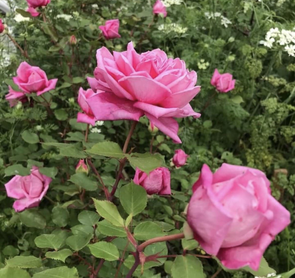 ハーブティー専門店 ALL MY TEA(オールマイティー)