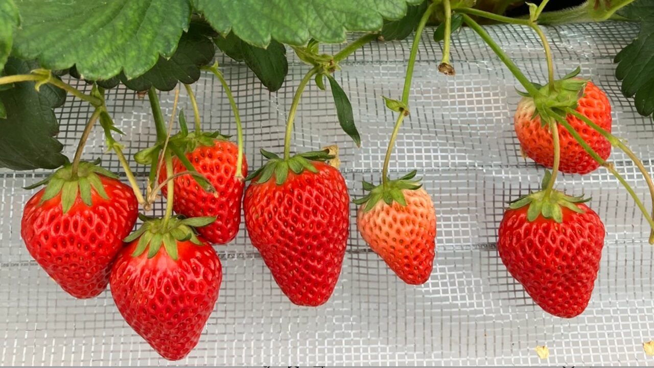 リトルプリンスいちご縁川越