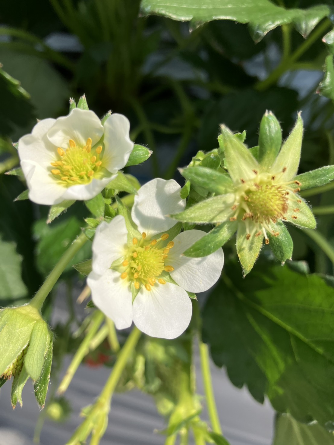 リトルプリンスいちご縁