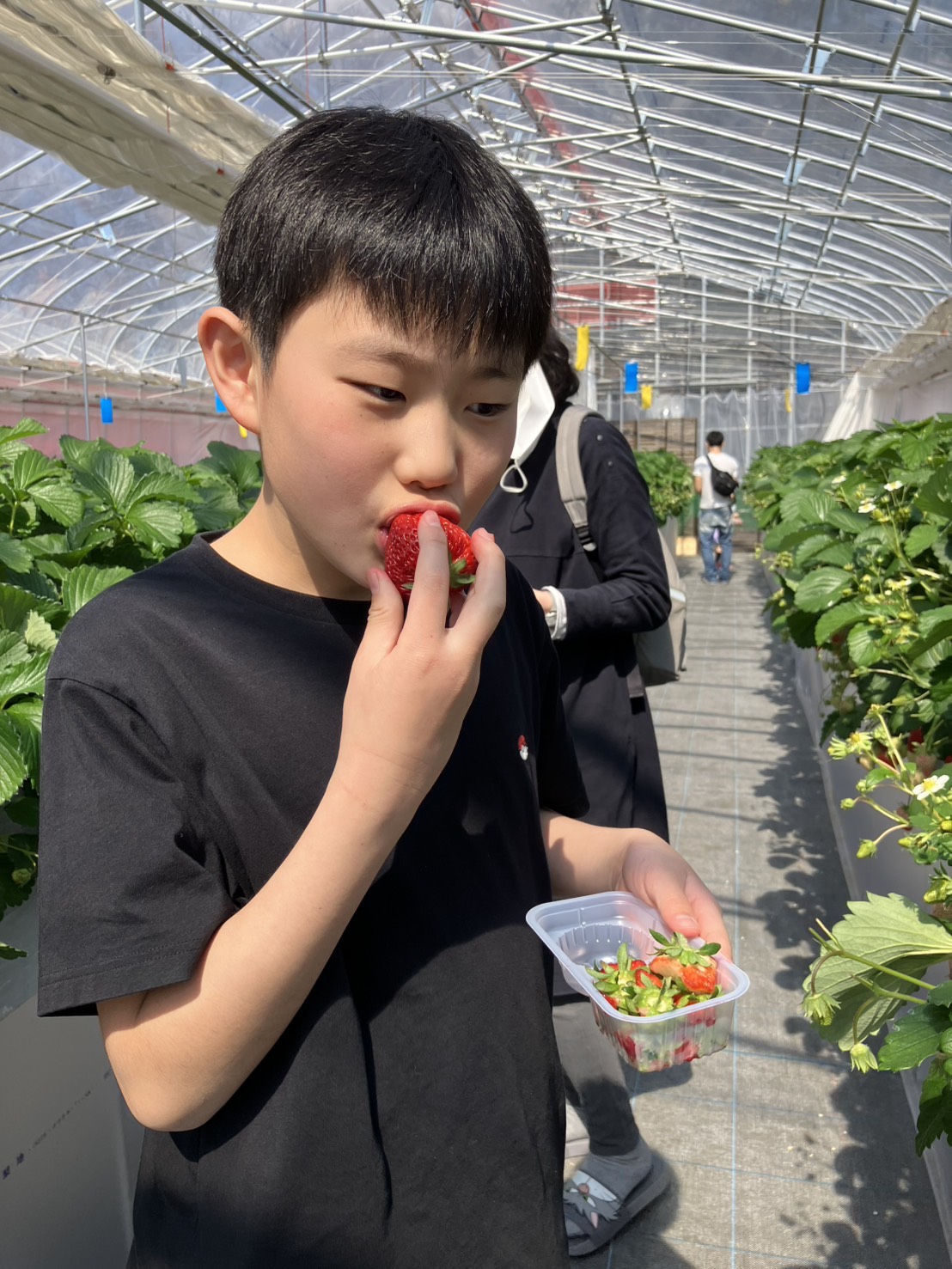 リトルプリンスいちご縁