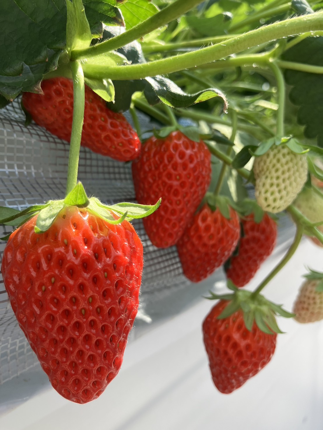 リトルプリンスいちご縁