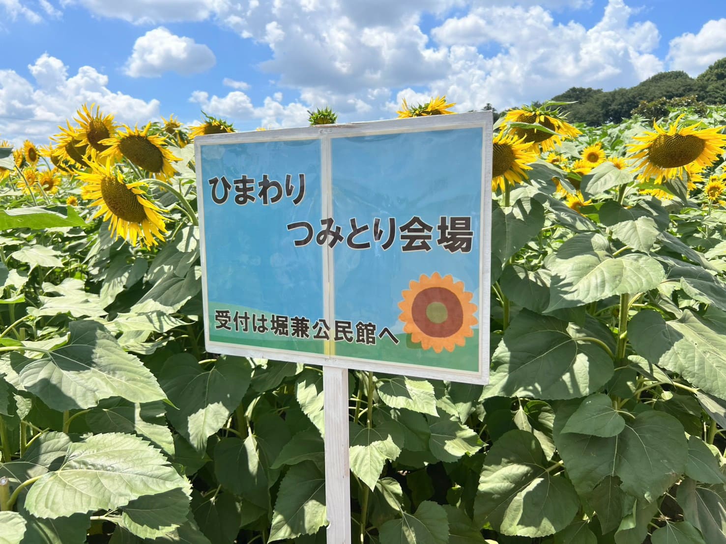 「堀兼ひまわり畑」狭山
