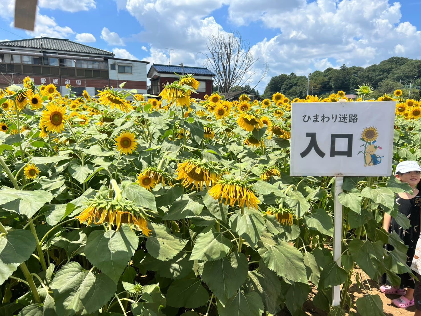 「堀兼ひまわり畑」狭山