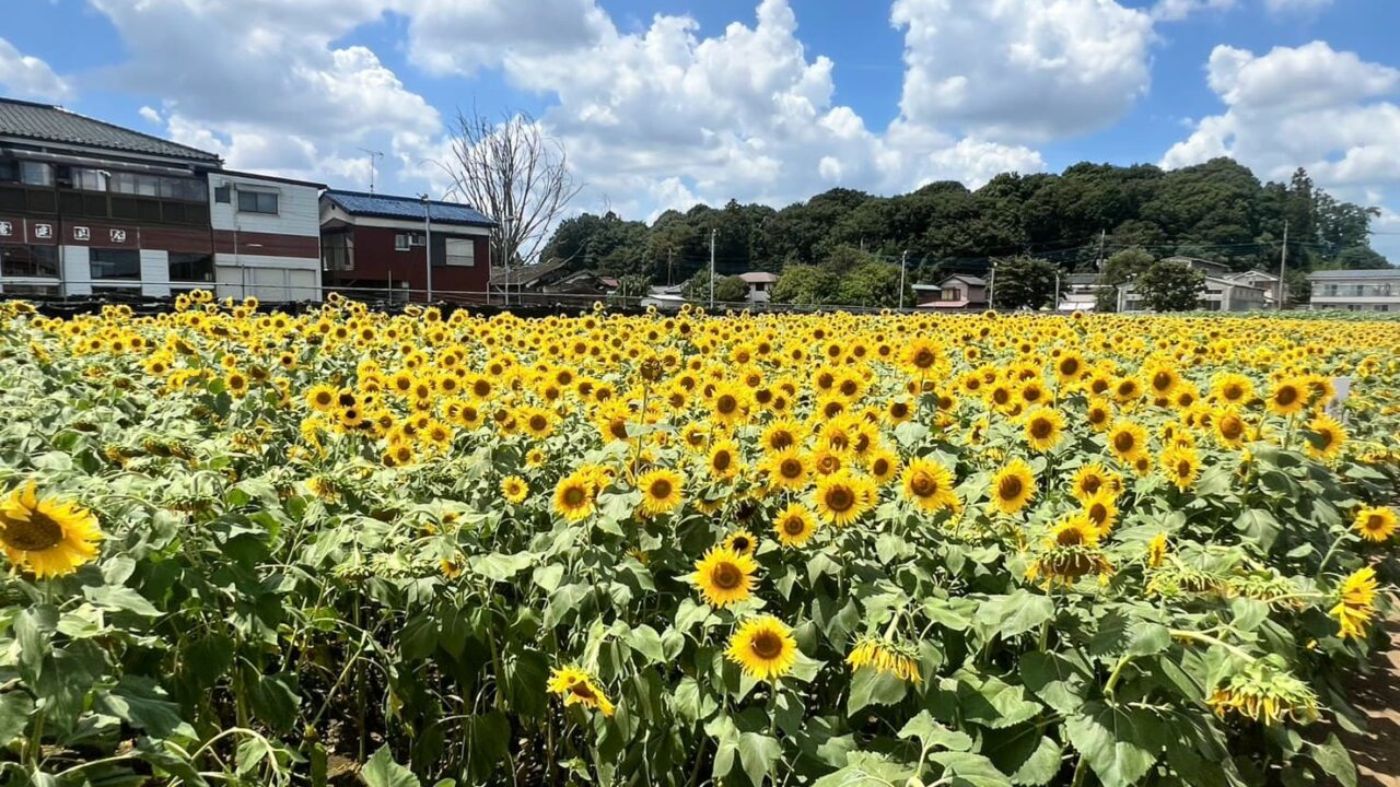 「堀兼ひまわり畑」狭山