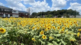 「堀兼ひまわり畑」狭山