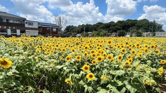 「堀兼ひまわり畑」狭山