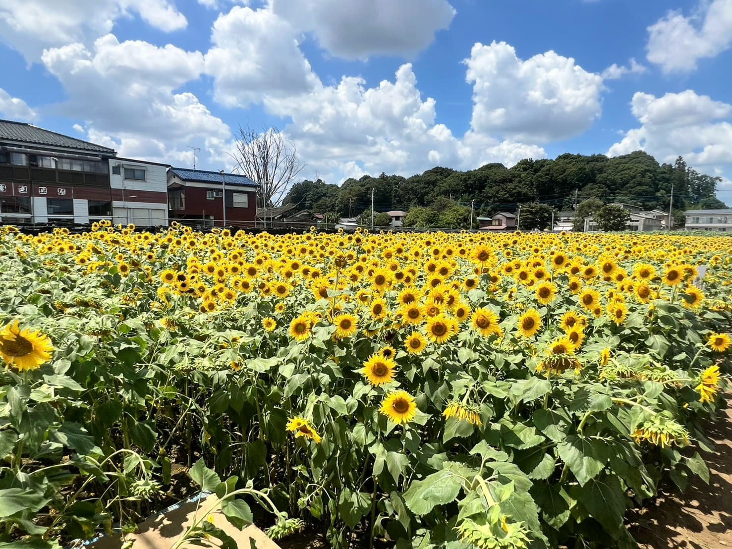 「堀兼ひまわり畑」狭山