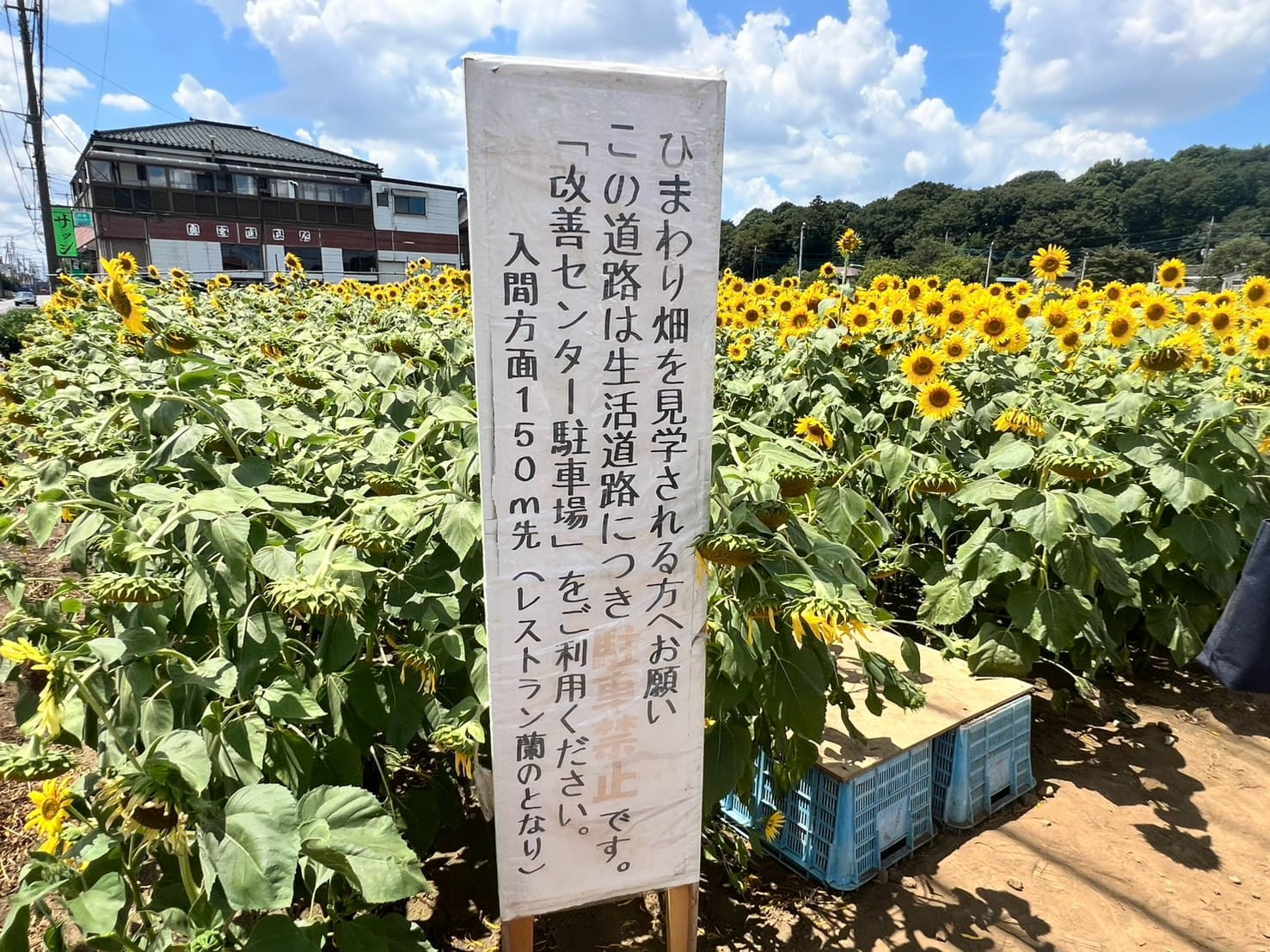 「堀兼ひまわり畑」狭山